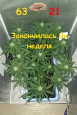 63-21 сут (1).jpg