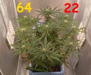 64-22 сут (1).jpg