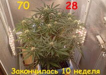 70-28 сут (1).jpg