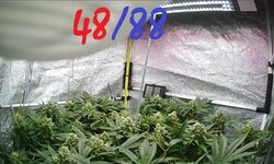88.jpg