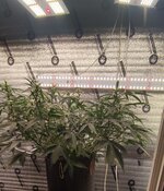 IMG_20260608_180750.jpg