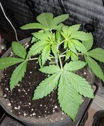 IMG_20260610_222654.jpg