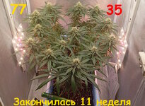 77-35 сут (1).jpg