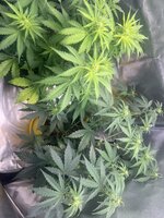 IMG_3822.jpeg IMG_3822.jpeg