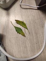 IMG_20260620_141540.jpg