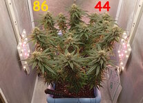 86-44 сут (1).jpg