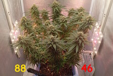88-46 сут (3).jpg