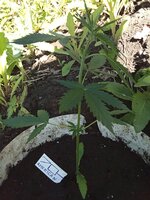 IMG_20260627_071751.jpg