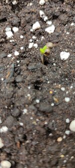 IMG_20260815_050311.jpg