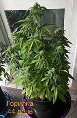 IMG_3355.jpeg
