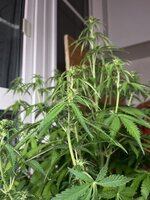 IMG_3360.jpeg