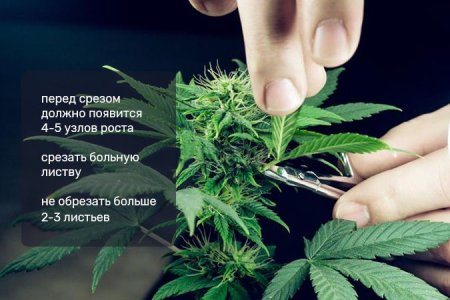 основы дефолиации основы дефолиации