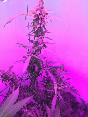 28 (7).JPG