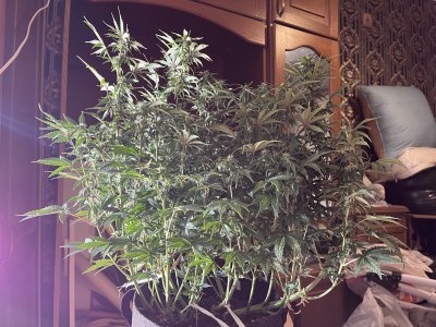 92B5E90D-CC8E-42AC-A828-441B6FB2D8AC.jpeg