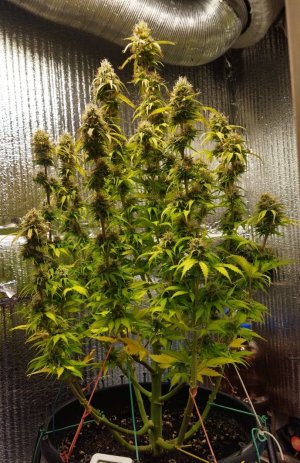 Screenshot_2023-04-22-14-17-56-464_com.miui.gallery-edit.jpg