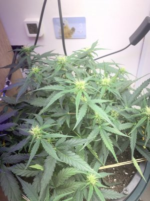 IMG_1020.jpeg