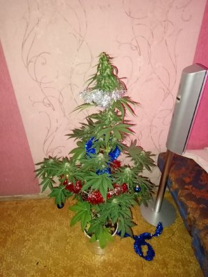 iz323BBxJ0WC1u9S_LCl-2bJRadQ-hxpDIO-2Yo7ahrfjOBynQwzFSGWeiuH8InZaxYveXX4GeRSTdTV7QlaLcWN.jpg
