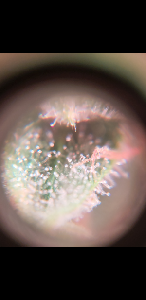 S31019-230333.png