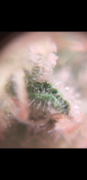 S31019-230227.png