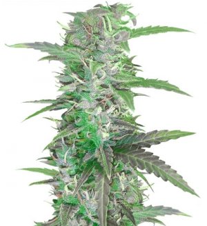 autospeedbud.jpg