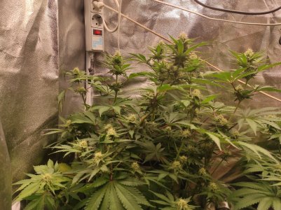 IMG_20241008_151659.jpg