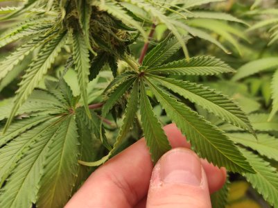 IMG_20241011_174536.jpg